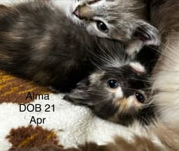Alma Kkmb image 2