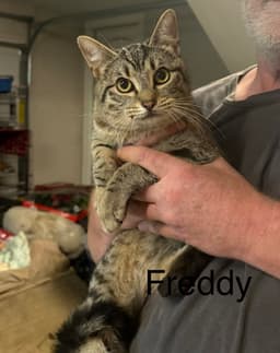 Freddy image 1