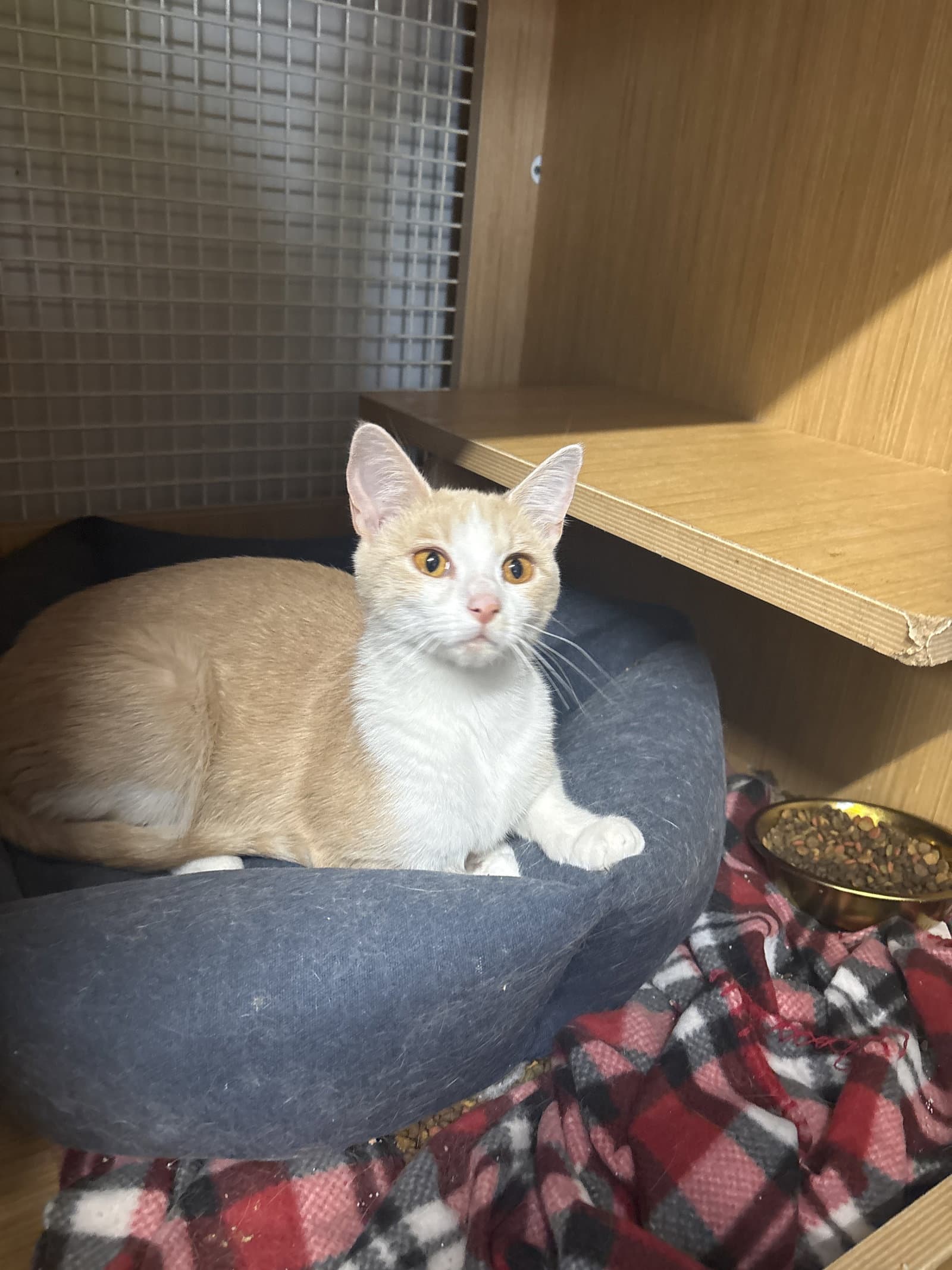 Charlotte - Domestic Short Hair