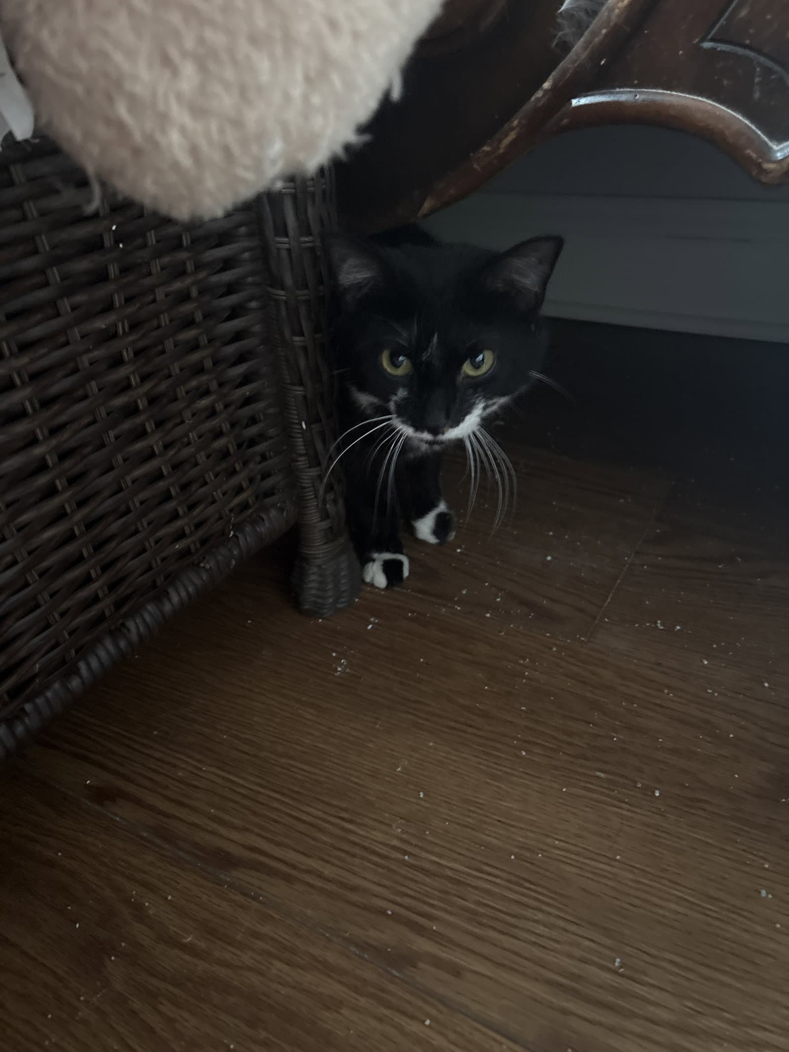 Lottie - Domestic Short Hair
