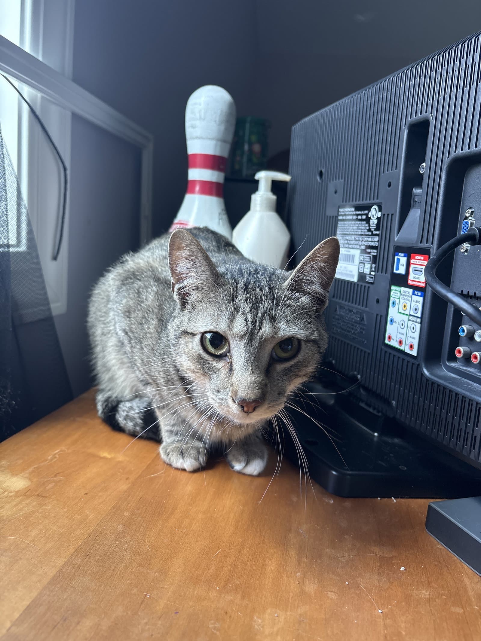 Simba - Domestic Short Hair
