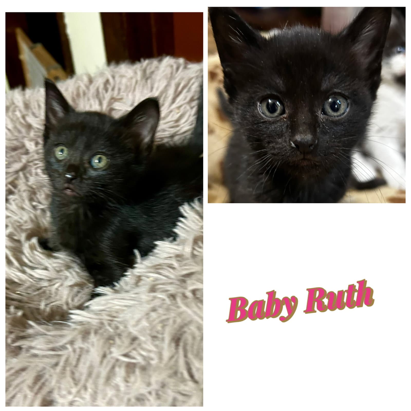 Baby Ruth Kk - Domestic Short Hair