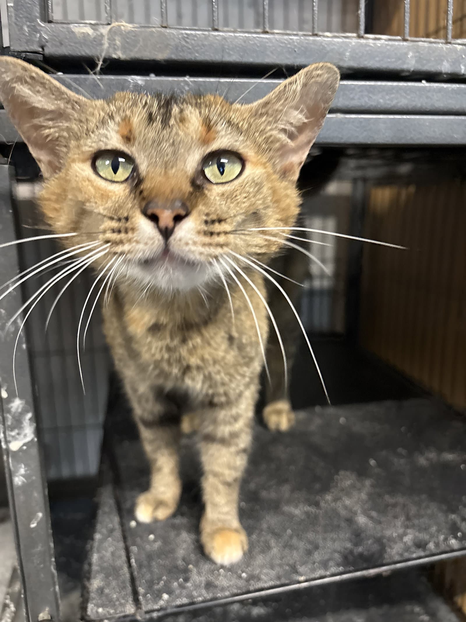 Shelby - Domestic Short Hair