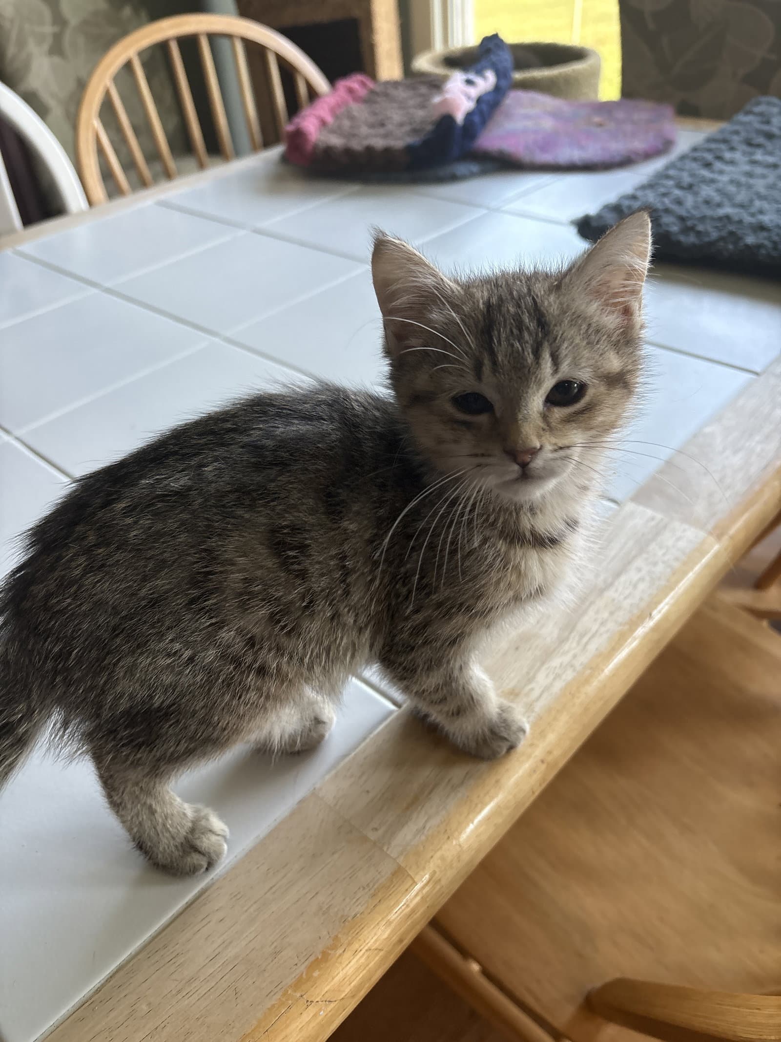 Lovey  Th - Domestic Short Hair