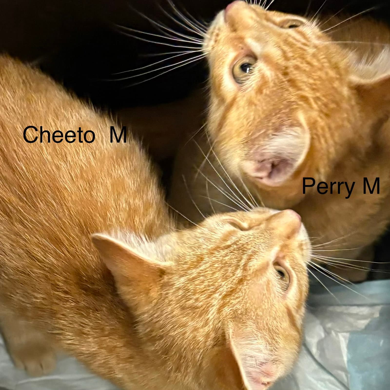 Perry  Th - Domestic Short Hair