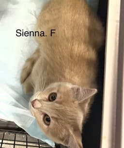 Sienna  Th image 1