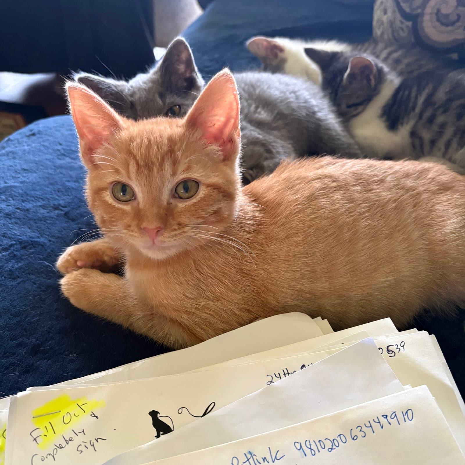 Ryder  Th - Domestic Short Hair