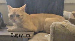 Bugsy  Nd image 1
