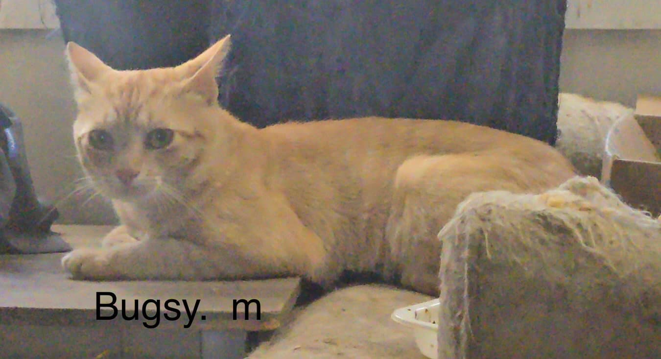 Bugsy  Nd - Domestic Short Hair