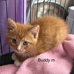 Buddy Rt image 1