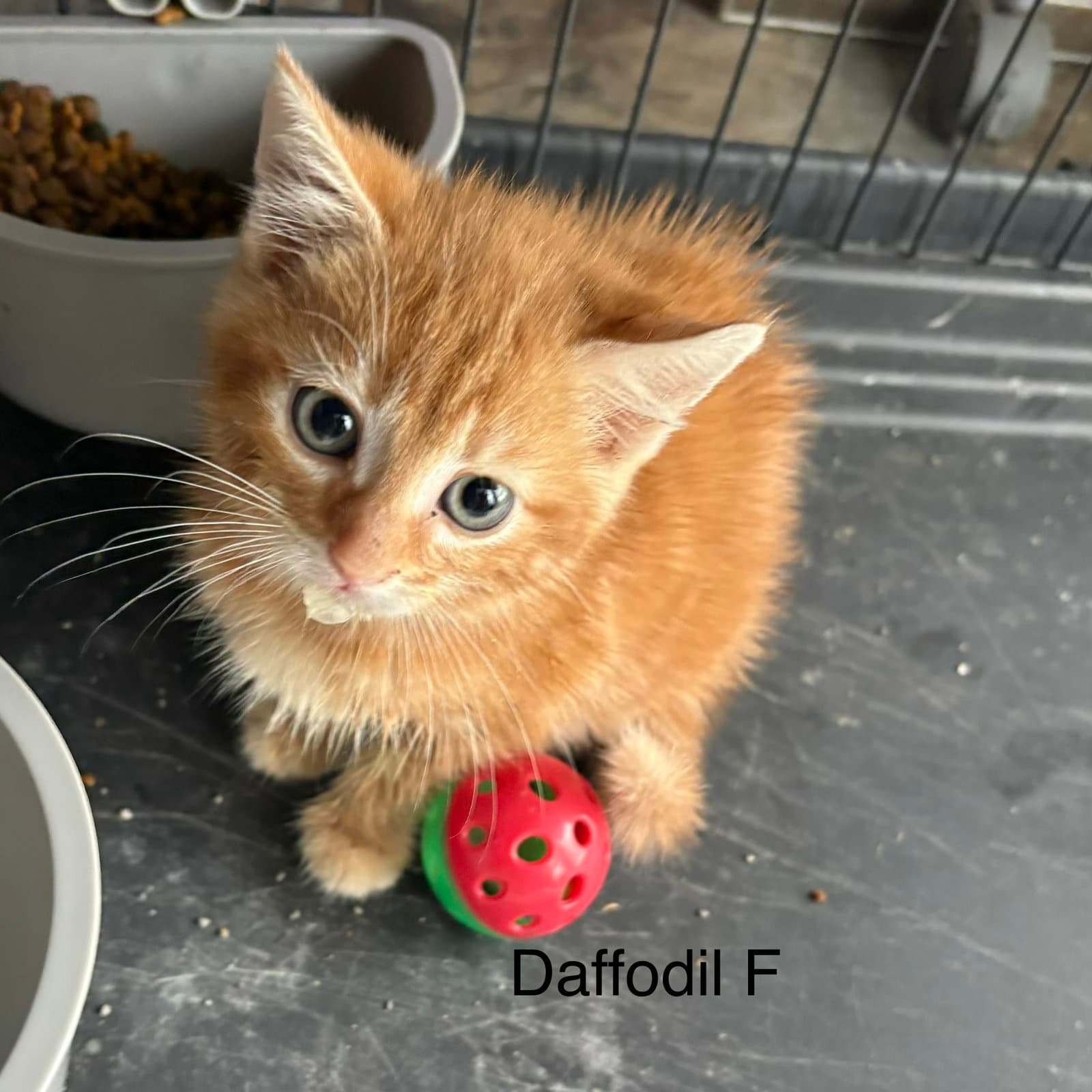 Daffodill Rt - Domestic Short Hair