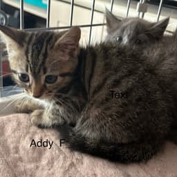 Addy image 1