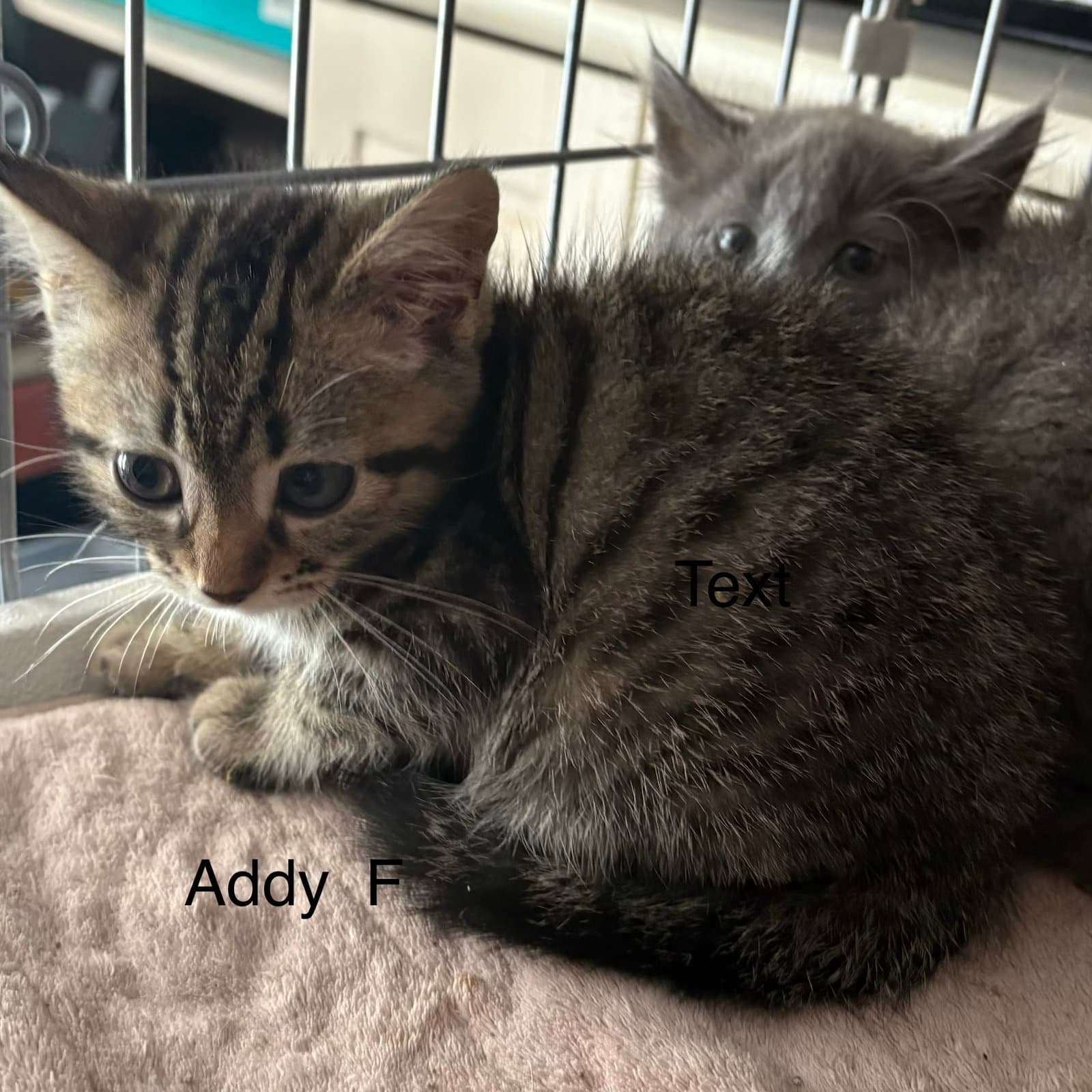 Addy - Domestic Short Hair