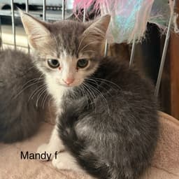 Mandy image 1