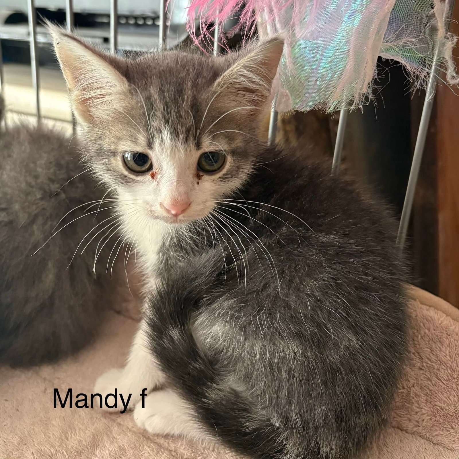 Mandy - Domestic Short Hair