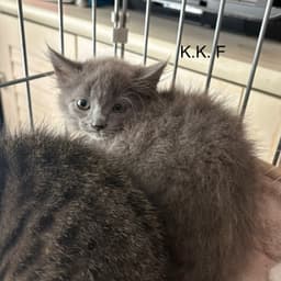 Kk image 1