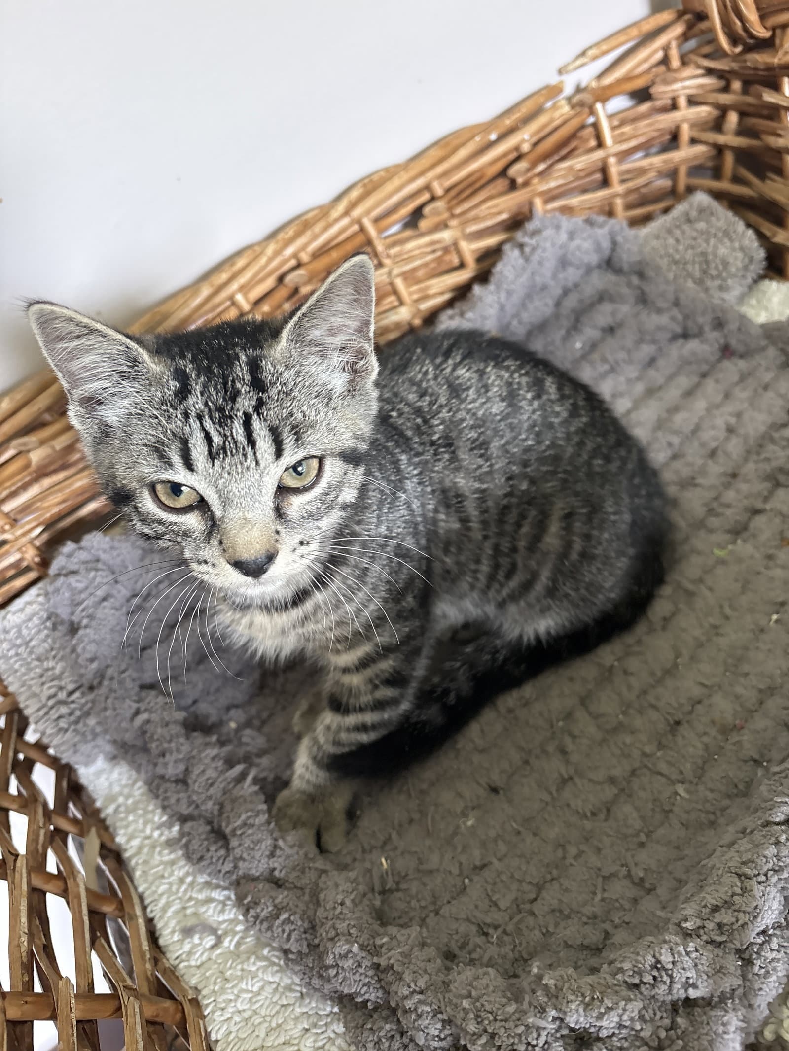 Ziggy  Th - Domestic Short Hair