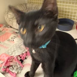 Archie image 1