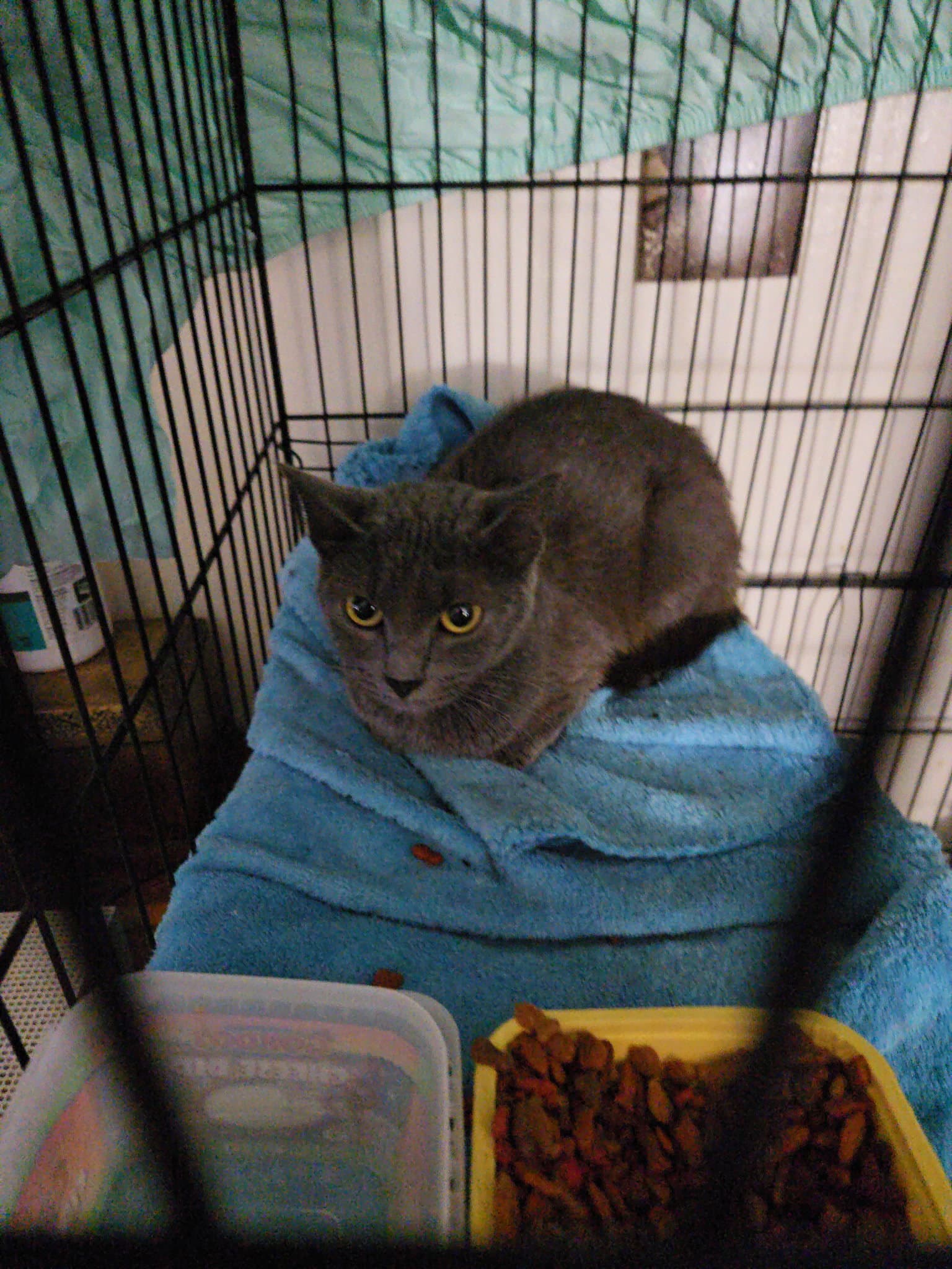 Dolly  Th - Russian Blue