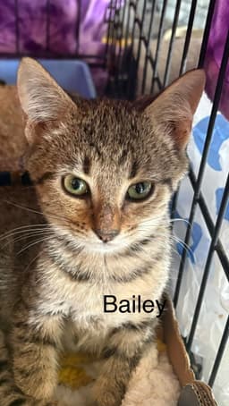 Bailey Th image 1