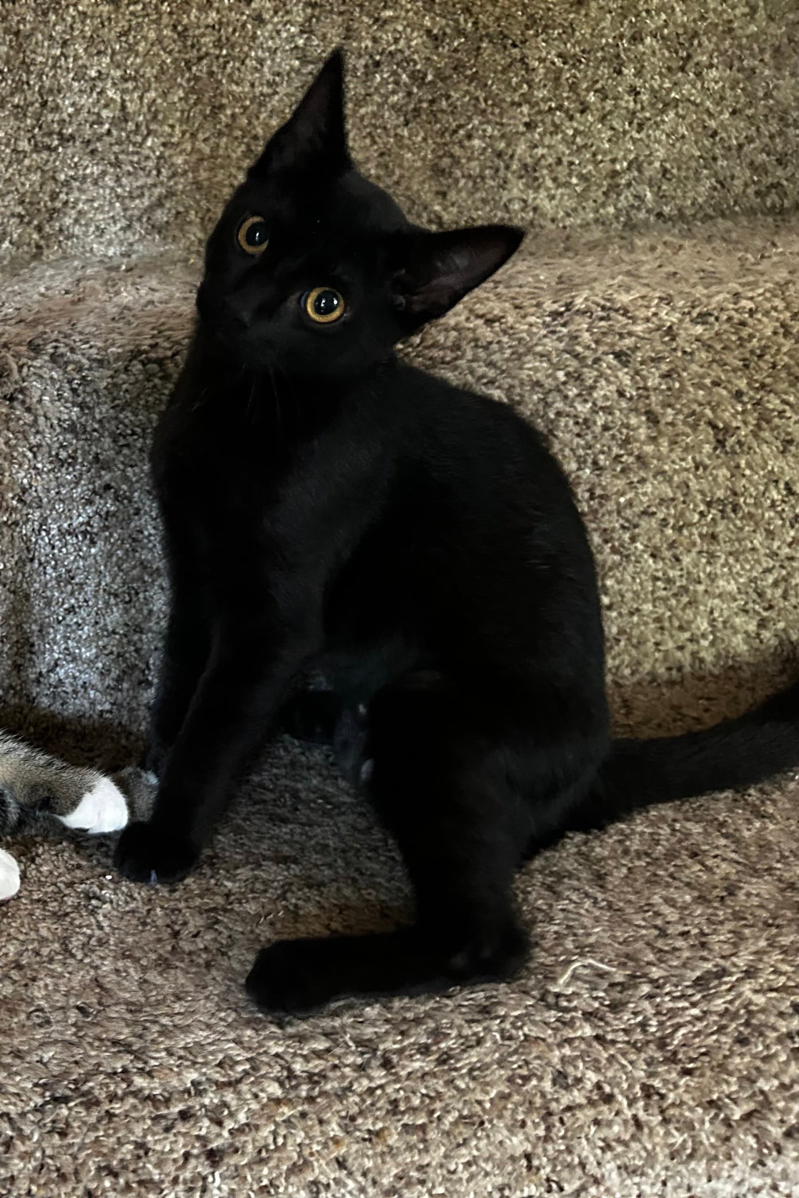 Cobwebkk - Domestic Short Hair