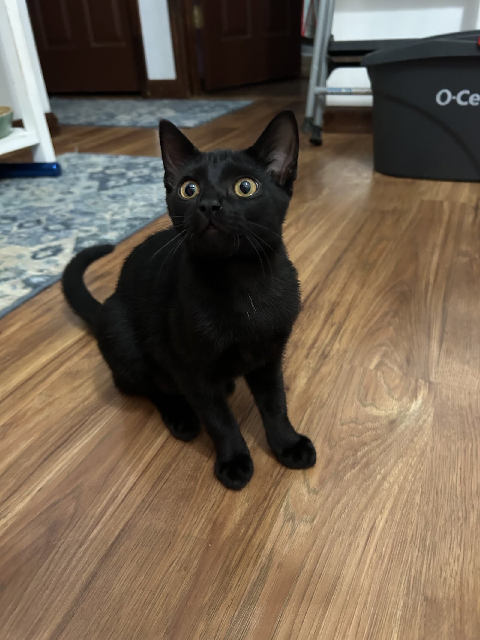 Cobwebkk - Domestic Short Hair