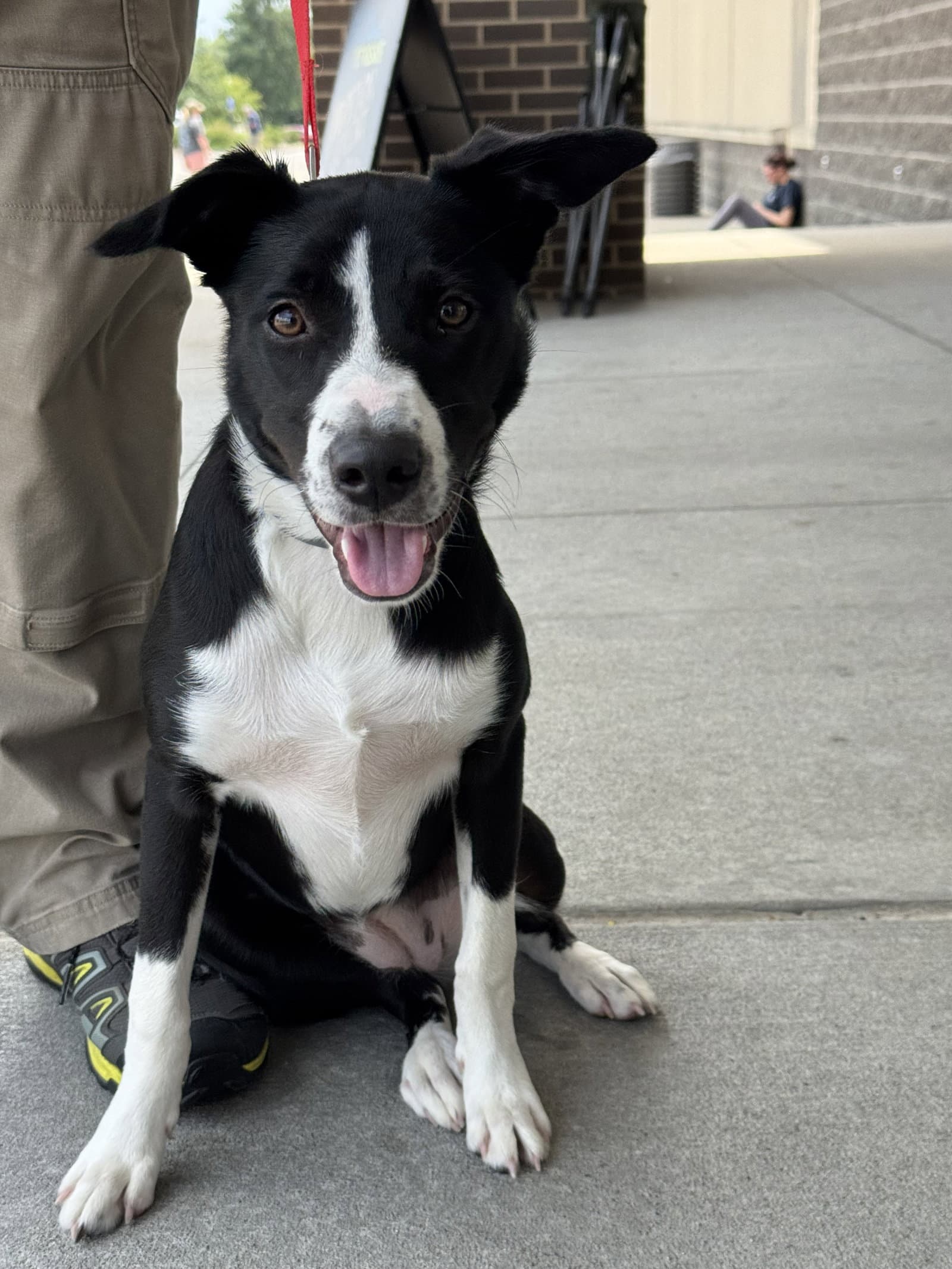 Daisy - American Staffordshire Terrier