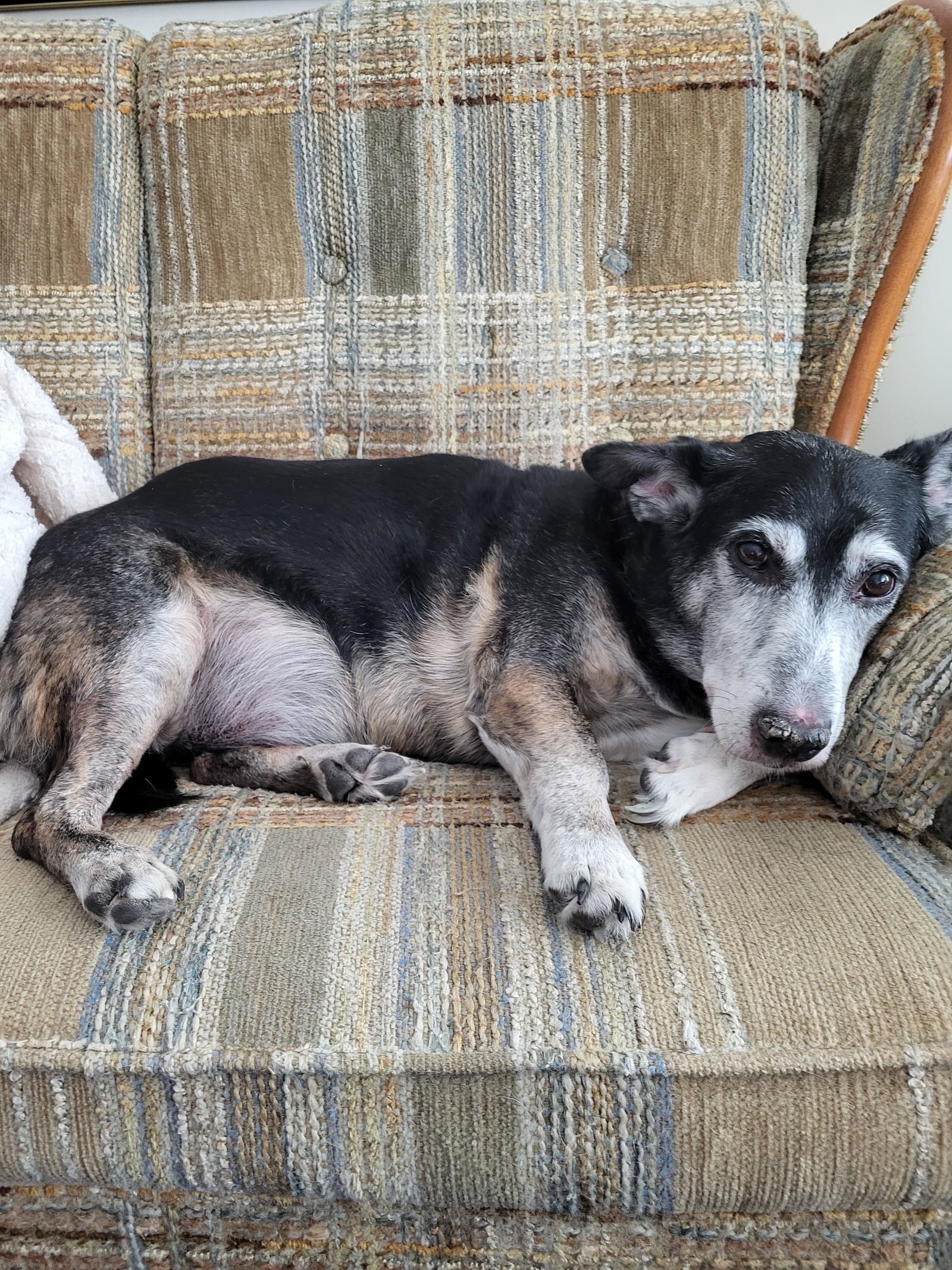 Ricky - Corgi