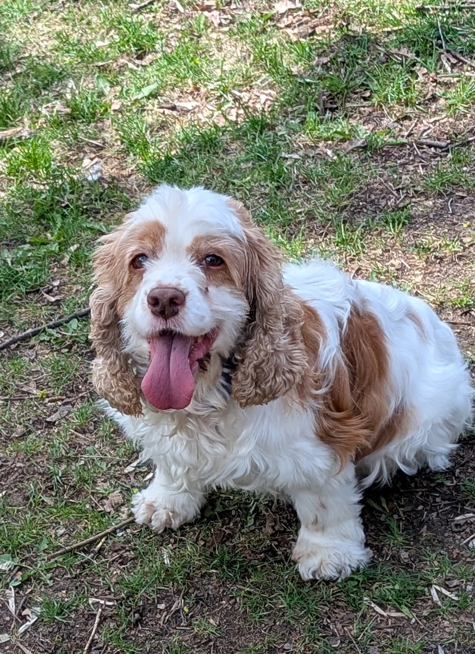 Misty - Cocker Spaniel