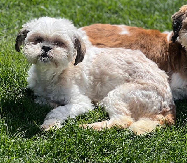 April - Shih Tzu