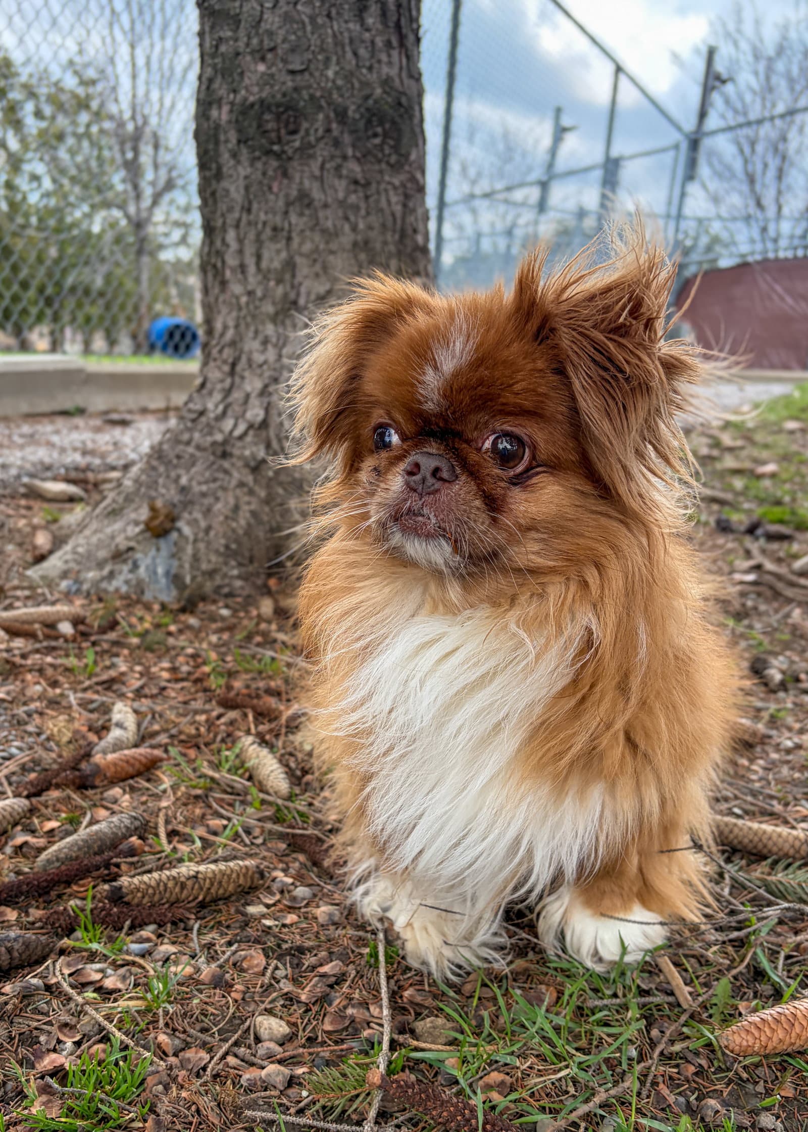 Milo - Pekingese