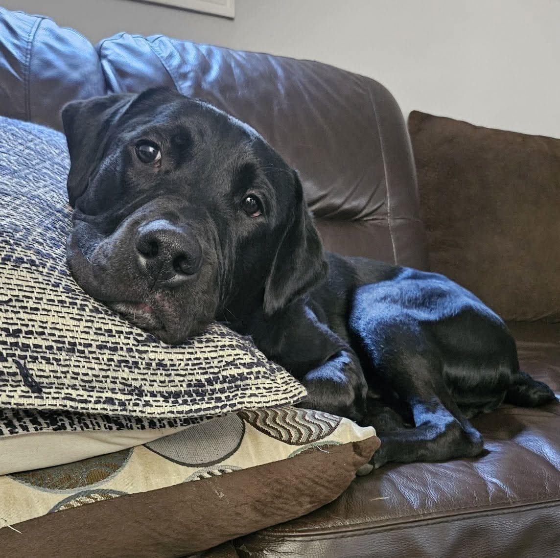 Chance - Labrador Retriever