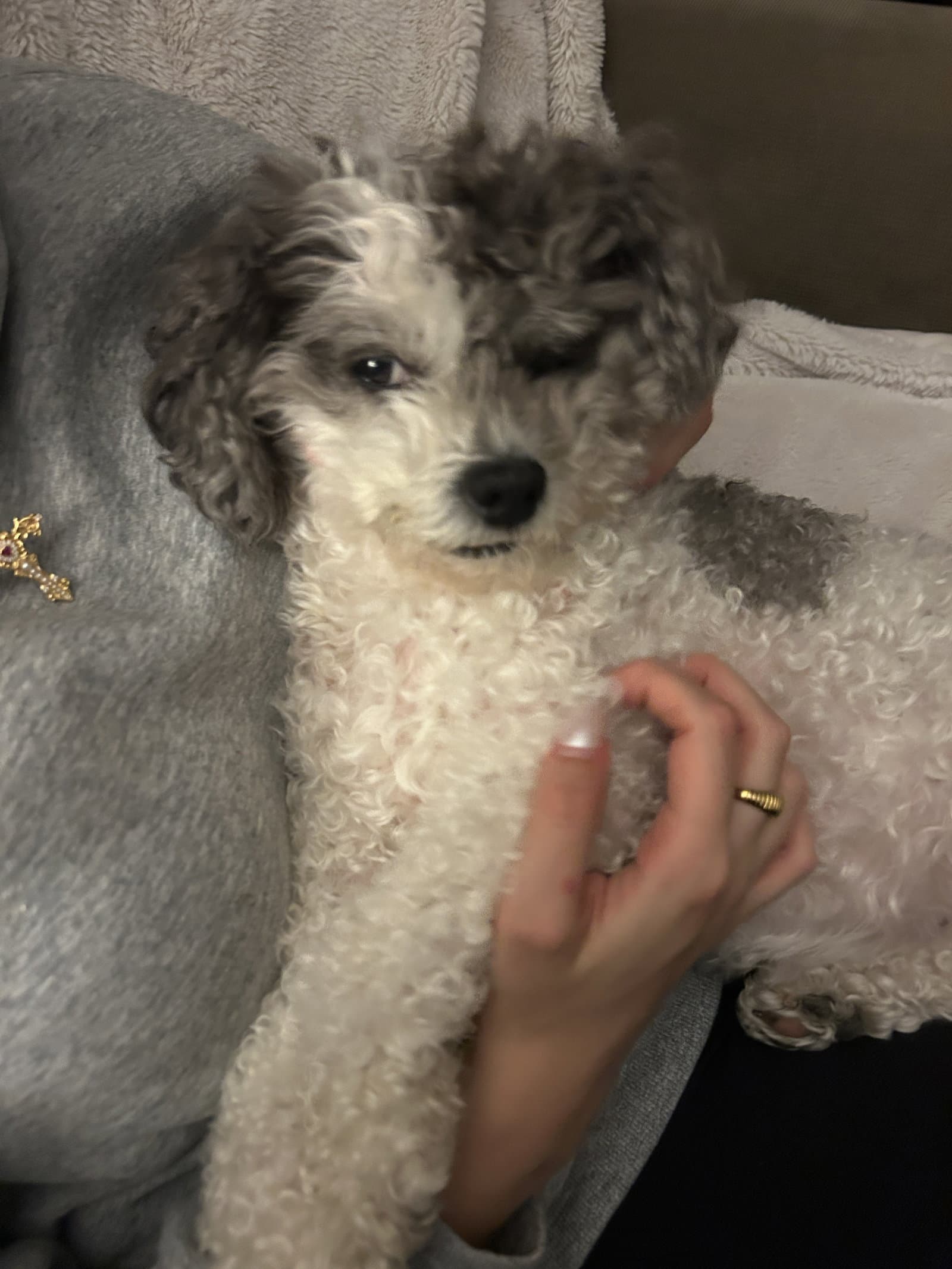 Ivy - Shih Tzu