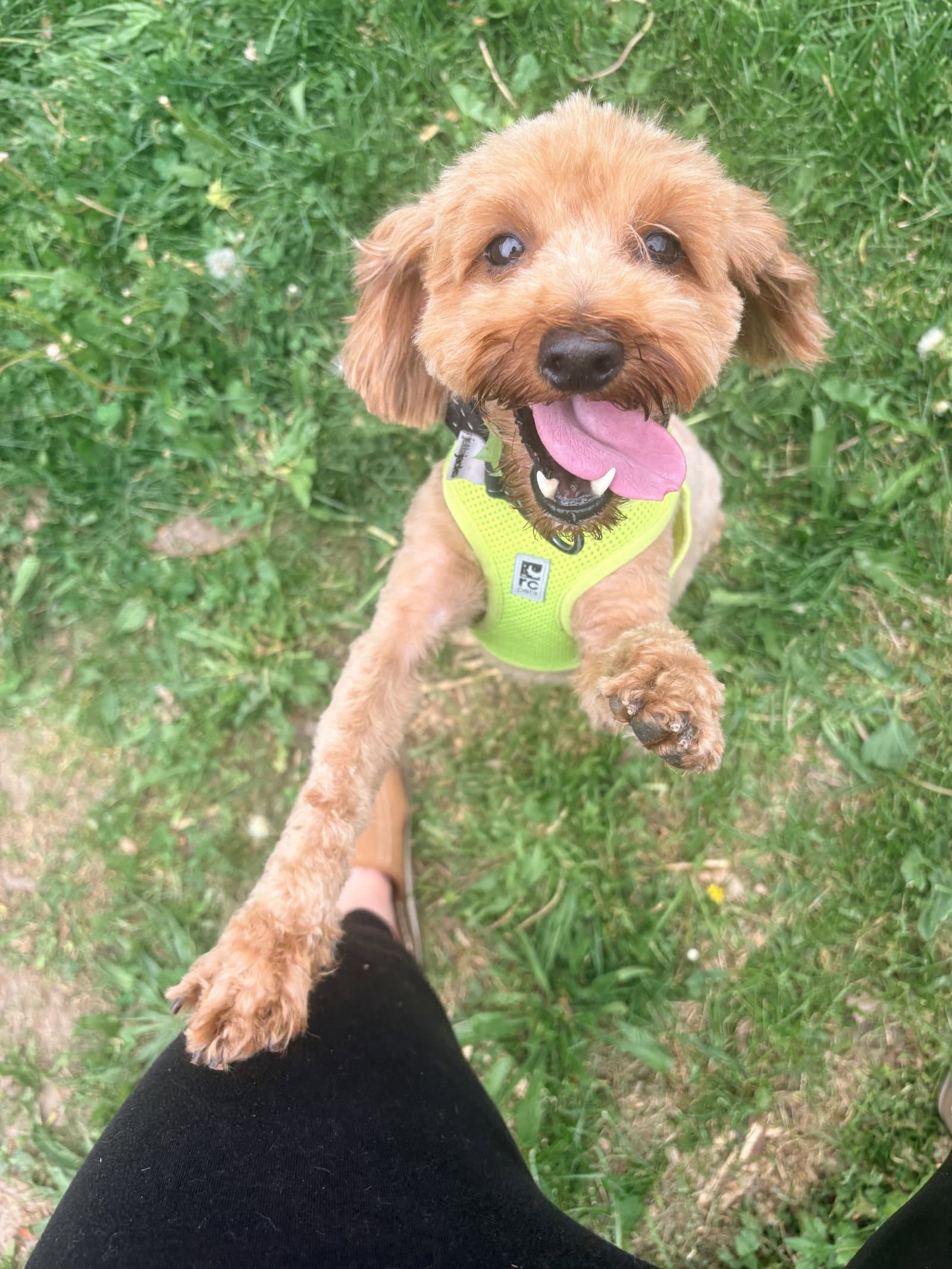 Honey - Poodle (Miniature)