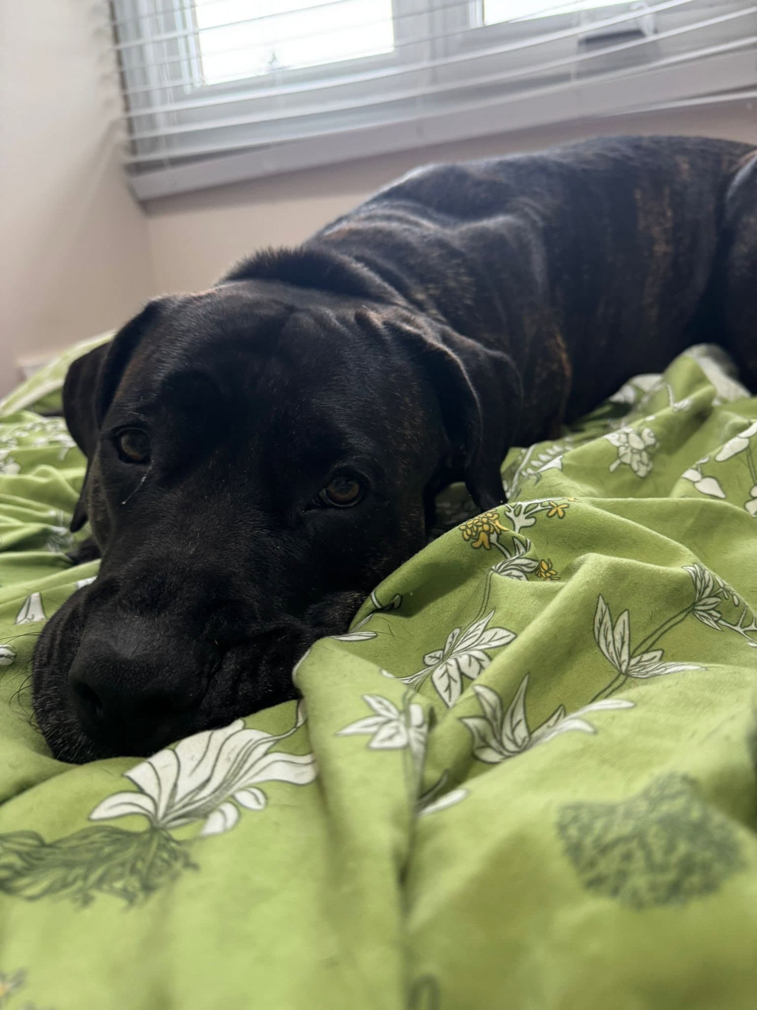 India - Mastiff