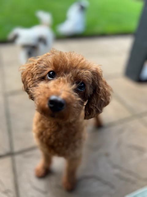 Sienna - Poodle (Miniature)
