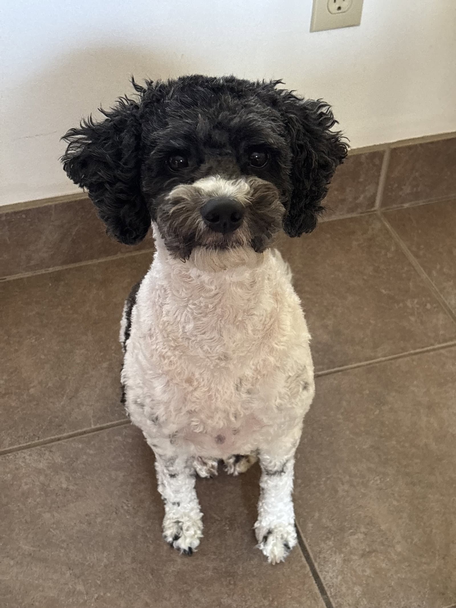 Eevee - Cockapoo