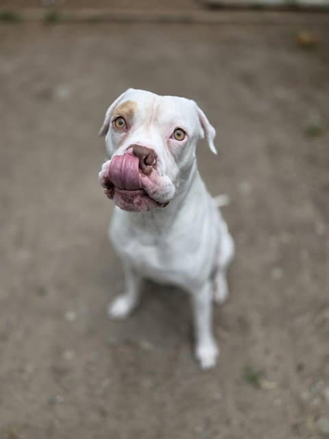 Bronx - American Bulldog