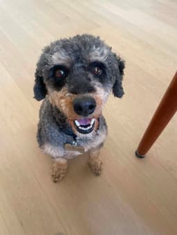 Lola image 2