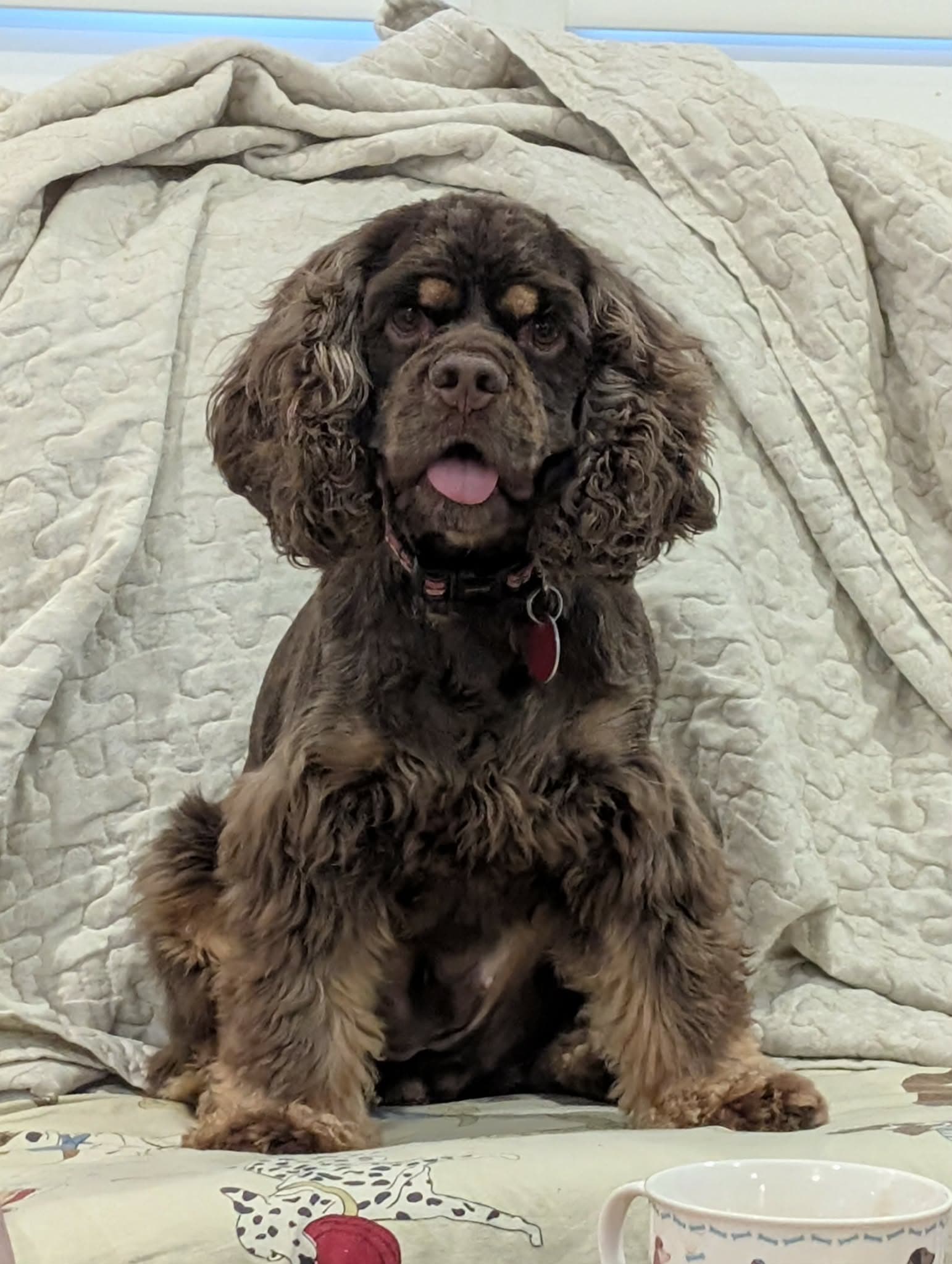 Millie - Cocker Spaniel