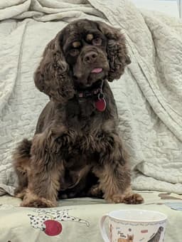 Millie image 4