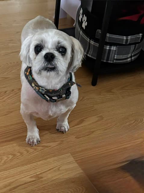 Hilda - Shih Tzu