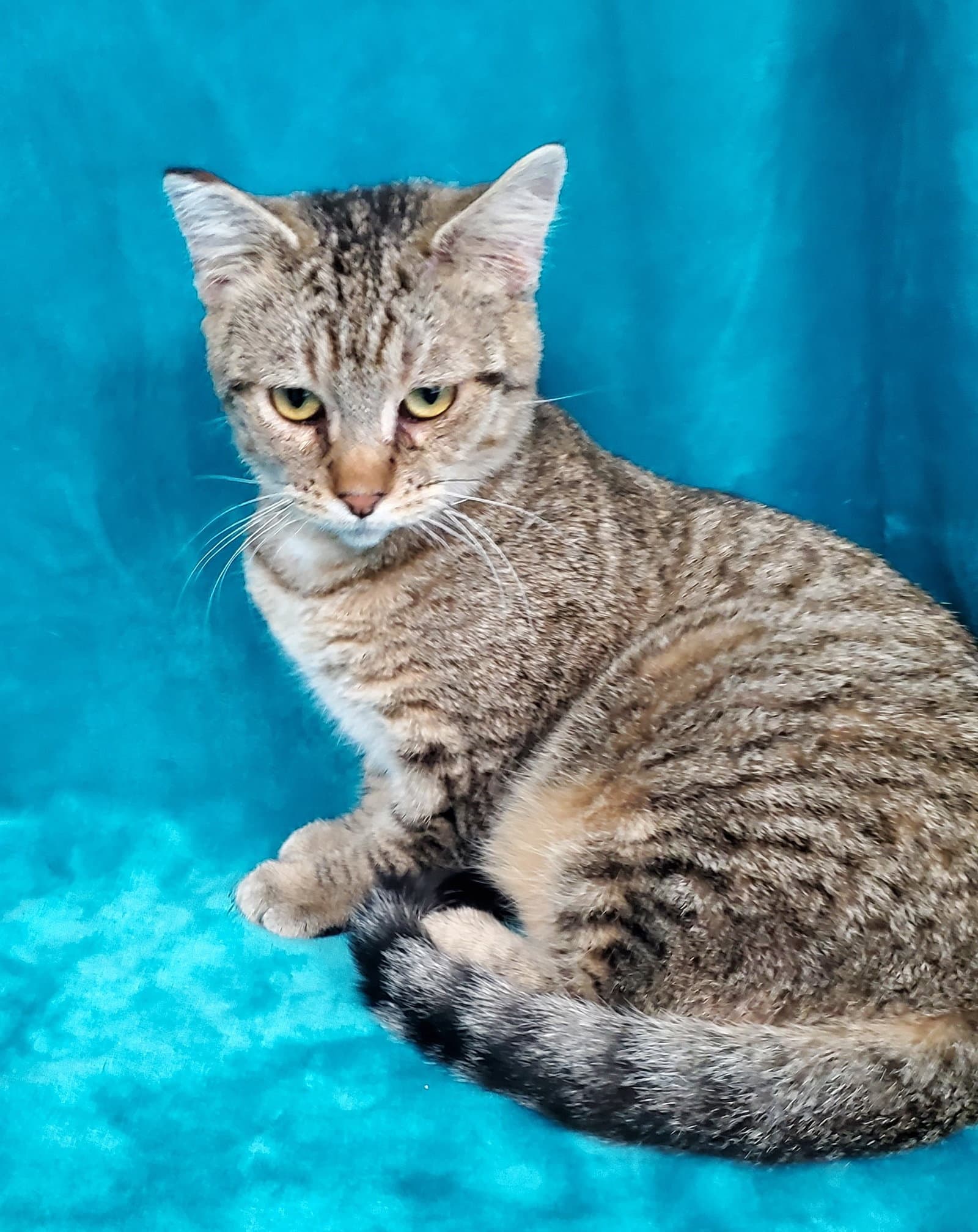 Itty Bitty Charlie - Domestic Short Hair