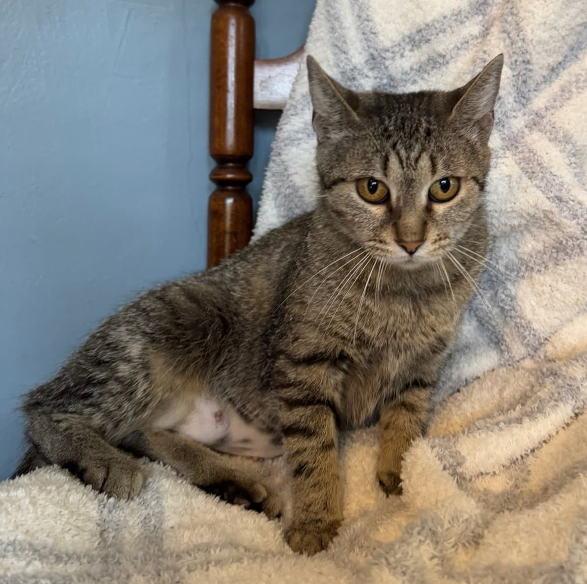 Tawny - Domestic Short Hair