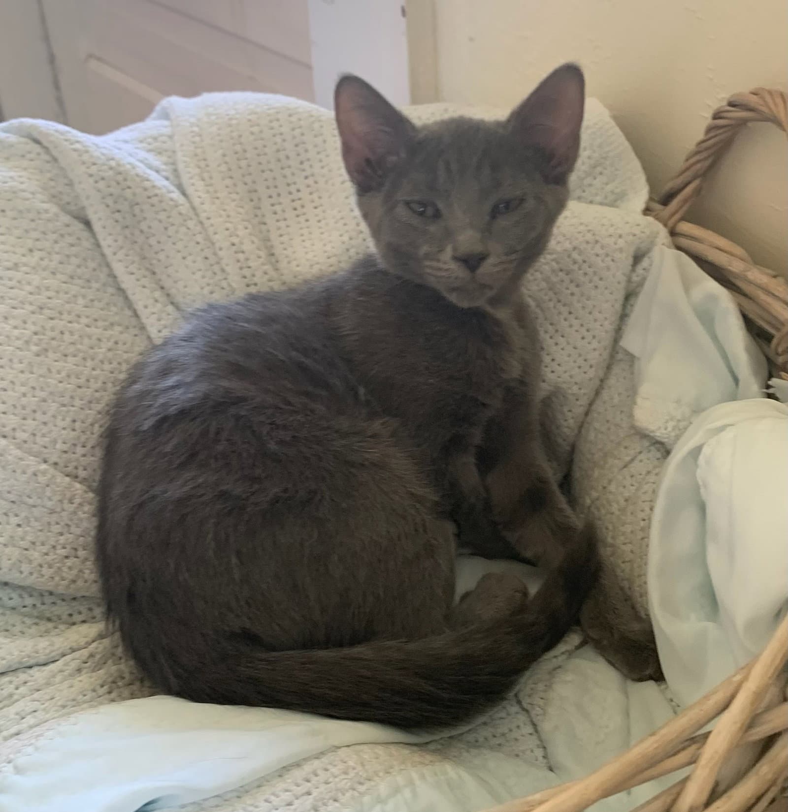 Smitten - Domestic Short Hair