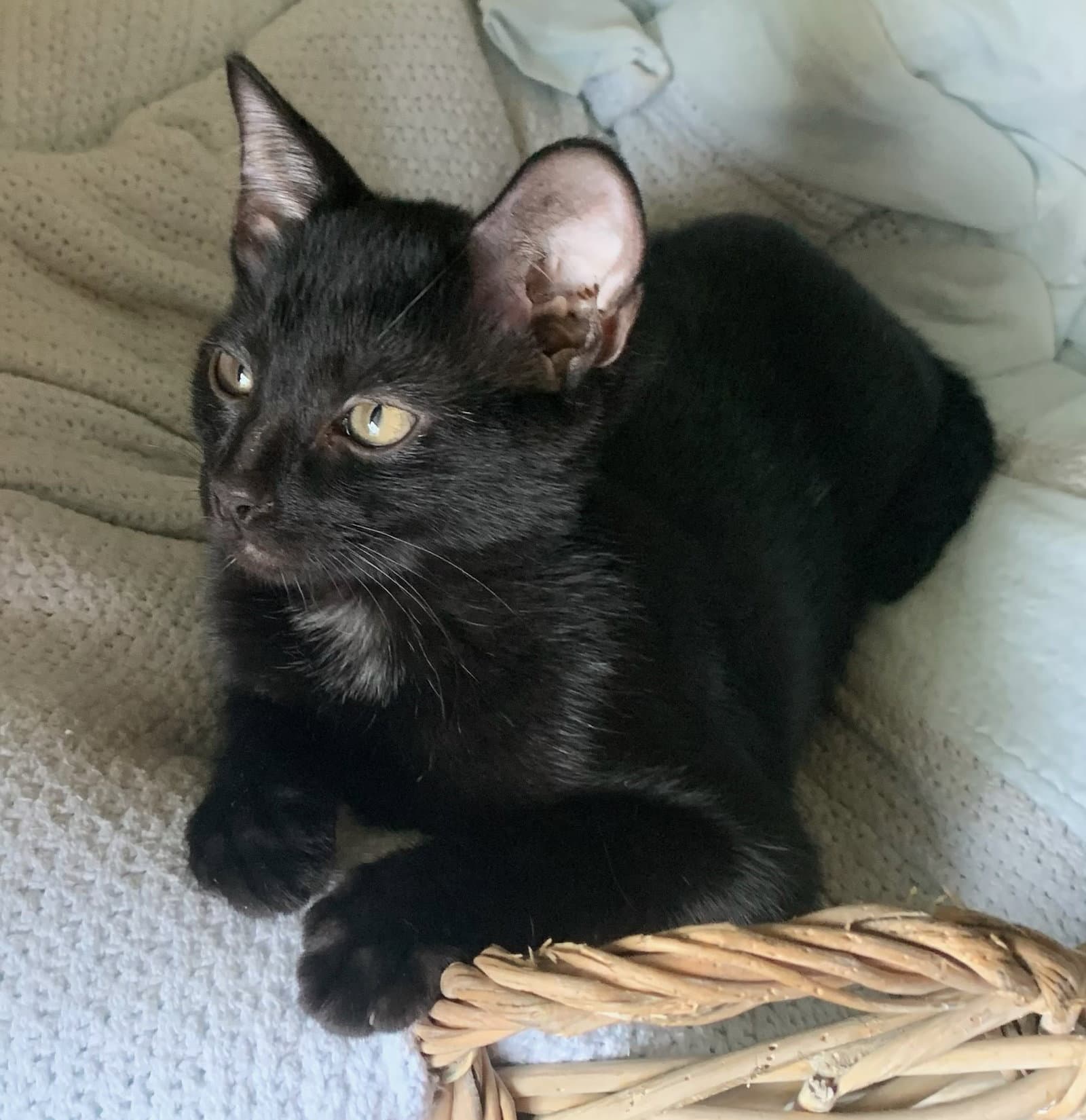Spooktacular - Domestic Short Hair