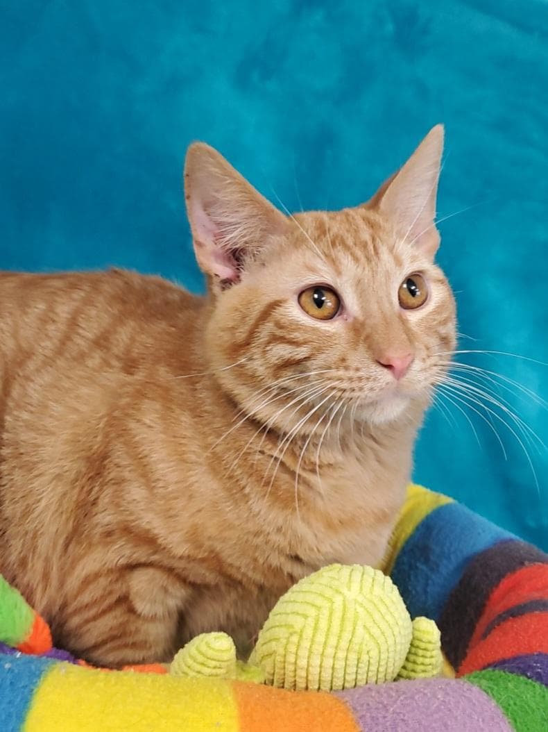 Roosevelt - Domestic Short Hair
