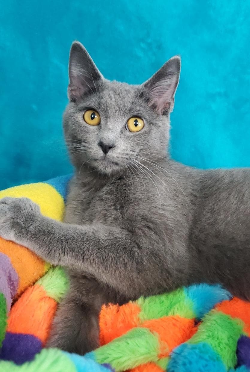 Izzy - Domestic Short Hair