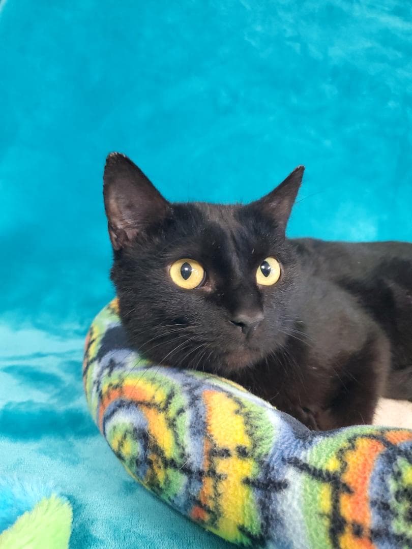 Ebony - Domestic Short Hair