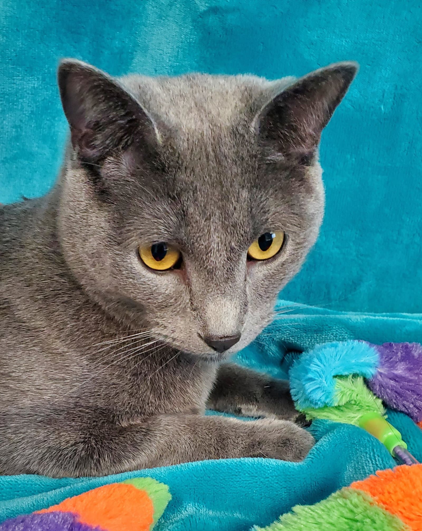 Blueboy - Domestic Short Hair